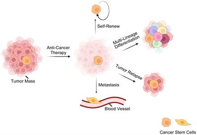 Modulatory effects of cancer stem cell-derived extracellular vesicles on the tumor immune microenvironment